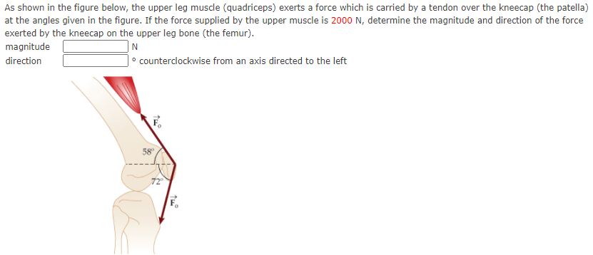 As shown in the figure below, the upper leg muscle (quadriceps) exerts a force which is carried by a tendon over the kneecap (the patella)
at the angles given in the figure. If the force supplied by the upper muscle is 2000 N, determine the magnitude and direction of the force
exerted by the kneecap on the upper leg bone (the femur).
magnitude
|N
|° counterclockwise from an axis directed to the left
direction
58°
72
