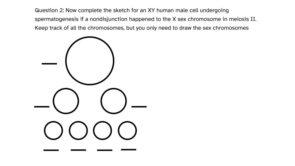 Question 2: Now complete the sketch for an XY human male cell undergoing
spermatogenesis if a nondisjunction happened to the X sex chromosome in meiosis II.
Keep track of all the chromosomes, but you only need to draw the sex chromosomes
O
O
OOOO