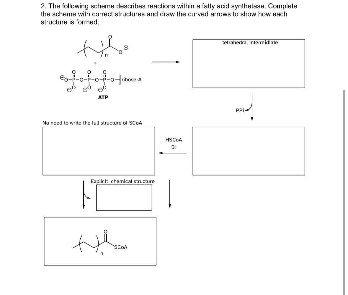 2. The following scheme describes reactions within a fatty acid synthetase. Complete
the scheme with correct structures and draw the curved arrows to show how each
structure is formed.
ribose-A
--------
ATP
No need to write the full structure of SCOA
ド
Explicit chemical structure
++
SCOA
HSCOA
B:
tetrahedral intermidiate
PPi