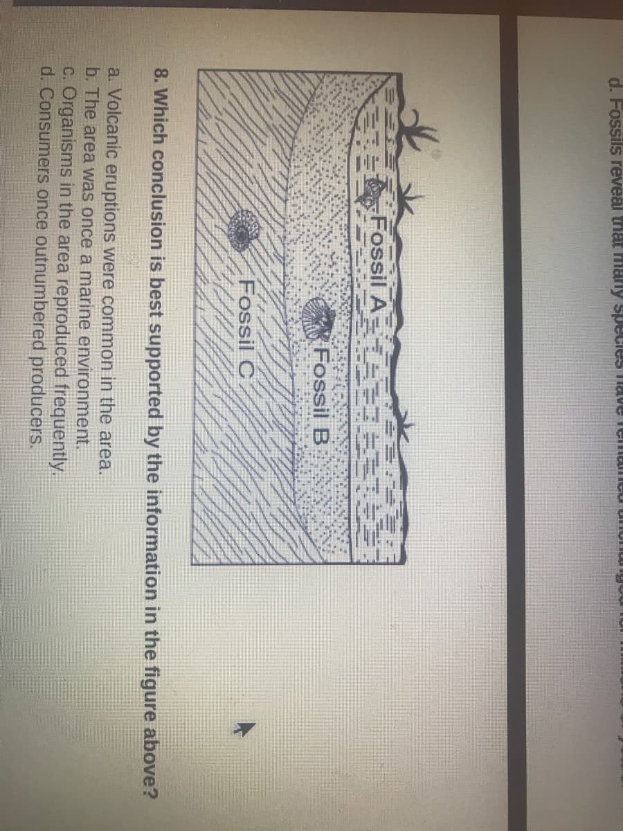 d. Fossils reveal that marly Species Tiave lemaleu unum
T Fossil A
Fossil B
Fossil C
8. Which conclusion is best supported by the information in the figure above?
a. Volcanic eruptions were common in the area.
b. The area was once a marine environment.
C. Organisms in the area reproduced frequently.
d. Consumers once outnumbered producers.
