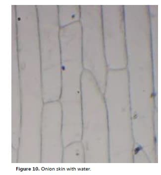 Figure 10. Onion skin with water.
