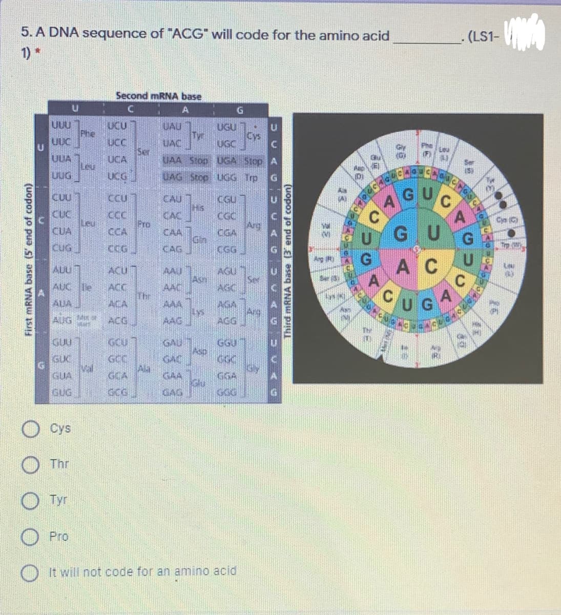 5. A DNA sequence of "ACG" will code for the amino acid
- (LS1-
1)*
Second MRNA base
G
UUU
Phe
UUC
UCU
UAU
UGU .
Tyr
Cys
UAC
Ser
UAA Stop UGA Stop A
UGC
UUA
UCA
Leu
UUG
A E
UCG
UAG Stop UGG Trp
G
CGU 7
His
CAC
CUU
CCU
CAU
AGU
CUC
Leu
CUA
CCC
Pro
CCA
CGC
Cye (C)
Ang
CAA
CGA
Gin
CUG
CCG
CAG
CGG
G.
A C
La
AUU
AAU
Ash
AAC
The
AAA
AGU
Ser
AGC
ACU
AUC Te
ACC
UG
ALIA
ACA
AGA
Arg
AG
AUG M
ACG
AAG
GCU
GC
Val
GCA
GAU
Asp
GAC
Ala
GAA
Slu
GAG
GUU
GGJ
GUC
Gly
GUA
GUG
GCG
GGG
Cys
Thr
Tyr
Pro
OIt will not code for an amino acid
First mRNA base (5' end of codon)
Third MRNA base (3' end of codon)
