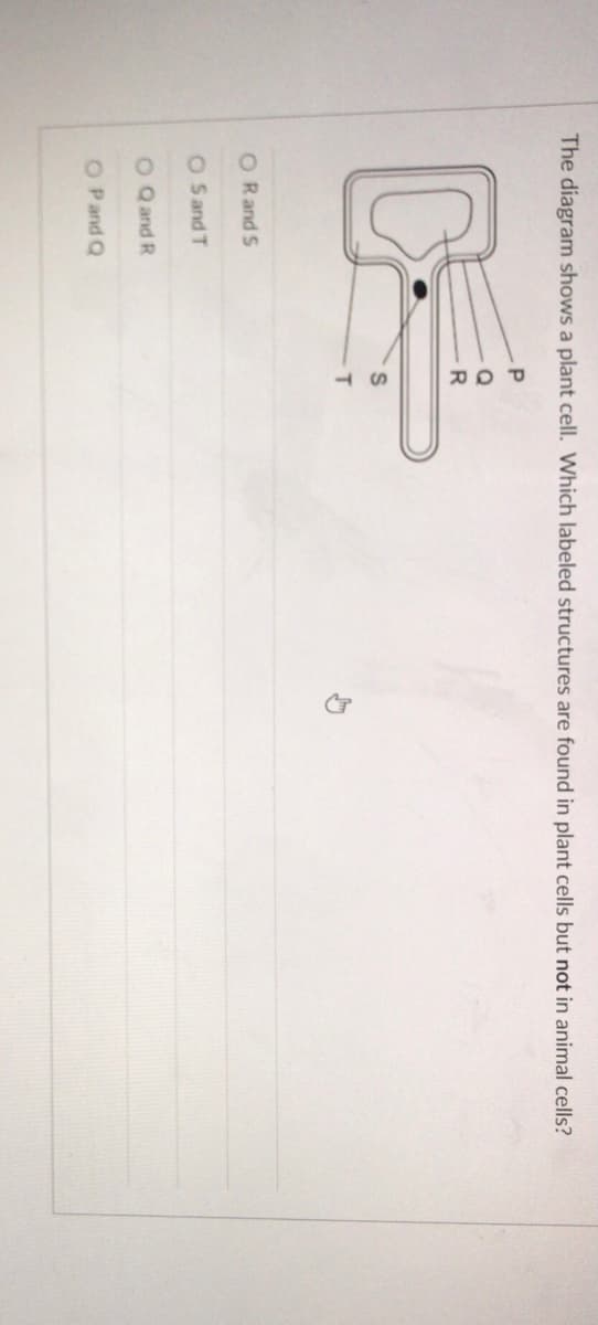 **Plant Cells: Unique Structures**

The diagram displayed illustrates a typical plant cell. The focus of this exercise is to identify the structures labeled in the diagram that are found in plant cells but are not present in animal cells.

**Multiple Choice Question**

**The diagram shows a plant cell. Which labeled structures are found in plant cells but not in animal cells?**

1. P and Q
2. Q and R
3. R and S
4. S and T

In the diagram, the structures within the plant cell are labeled as follows:

- **P** 
- **Q**
- **R**
- **S**
- **T**

To identify the structures that distinguish plant cells from animal cells, consider the common unique components of plant cells such as the cell wall, chloroplasts, and large central vacuole. 

Correctly answering this question requires knowledge of these specific plant cell structures. The correct selection from the options can then be made to reflect an understanding of cellular biology.