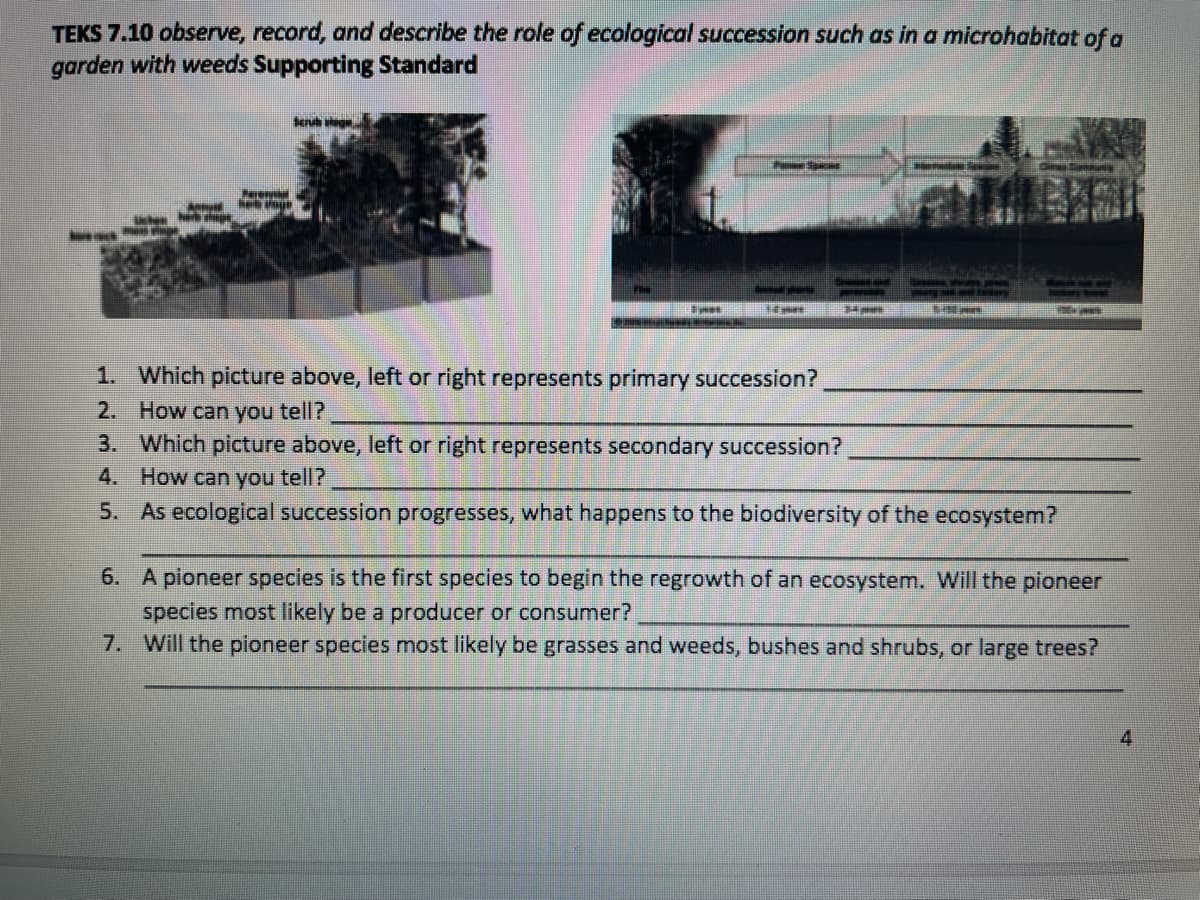 TEKS 7.10 observe, record, and describe the role of ecological succession such as in a microhabitat of a
garden with weeds Supporting Standard
Serut ge
GirasCare
when
1. Which picture above, left or right represents primary succession?
2. How can you tell?
3. Which picture above, left or right represents secondary succession?
4. How can you tell?
5. As ecological succession progresses, what happens to the biodiversity of the ecosystem?
6. A pioneer species is the first species to begin the regrowth of an ecosystem. Will the pioneer
species most likely be a producer or consumer?
7. Will the pioneer species most likely be grasses and weeds, bushes and shrubs, or large trees?
4
