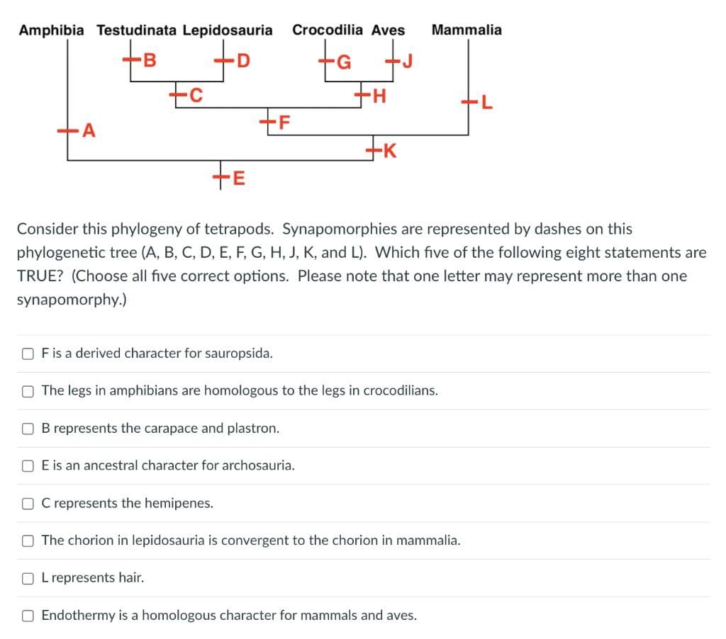 Amphibia Testudinata Lepidosauria
Crocodilia Aves
Mammalia
+B
tc
to
te
Consider this phylogeny of tetrapods. Synapomorphies are represented by dashes on this
phylogenetic tree (A, B, C, D, E, F, G, H, J, K, and L). Which five of the following eight statements are
TRUE? (Choose all five correct options. Please note that one letter may represent more than one
synapomorphy.)
O Fis a derived character for sauropsida.
O The legs in amphibians are homologous to the legs in crocodilians.
B represents the carapace and plastron.
O E is an ancestral character for archosauria.
O C represents the hemipenes.
O The chorion in lepidosauria is convergent to the chorion in mammalia.
O L represents hair.
O Endothermy is a homologous character for mammals and aves.
