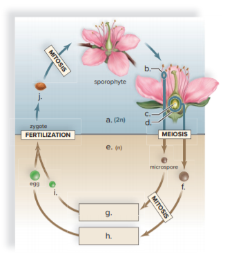 b.-
sporophyte
C.
a. (2n)
d.-
zygote
FERTILIZATION
MEIOSIS
e. (n)
microspore
egg
g.
h.
MITOSIS
MITOSIS
