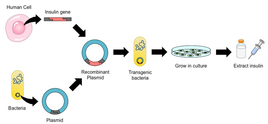 Human Cell
Insulin gene
Grow in culture
Extract insulin
Recombinant
Transgenic
bacteria
Plasmid
Bacteria
Plasmid
