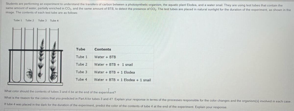 Students are performing an experiment to understand the transfers of carbon between a photosynthetic organism, the aquatic plant Elodea, and a water snail. They are using test tubes that contain the
same amount of water, partially enriched in CO₂, and the same amount of BTB, to detect the presence of CO₂. The test tubes are placed in natural sunlight for the duration of the experiment, as shown in the
image. The contents of each test tube are as follows:
Tube 1 Tube 2
Tube 3 Tube 4
Tube
Tube 1
Tube 2
Tube 3
Tube 4
Contents
Water + BTB
Water+ BTB + 1 snail
Water+ BTB + 1 Elodea
Water+ BTB + 1 Elodea + 1 snail
What color should the contents of tubes 3 and 4 be at the end of the experiment?
What is the reason for the colors that you predicted in Part A for tubes 3 and 4? Explain your response in terms of the processes responsible for the color changes and the organism(s) involved in each case.
If tube 4 was placed in the dark for the duration of the experiment, predict the color of the contents of tube 4 at the end of the experiment. Explain your response.