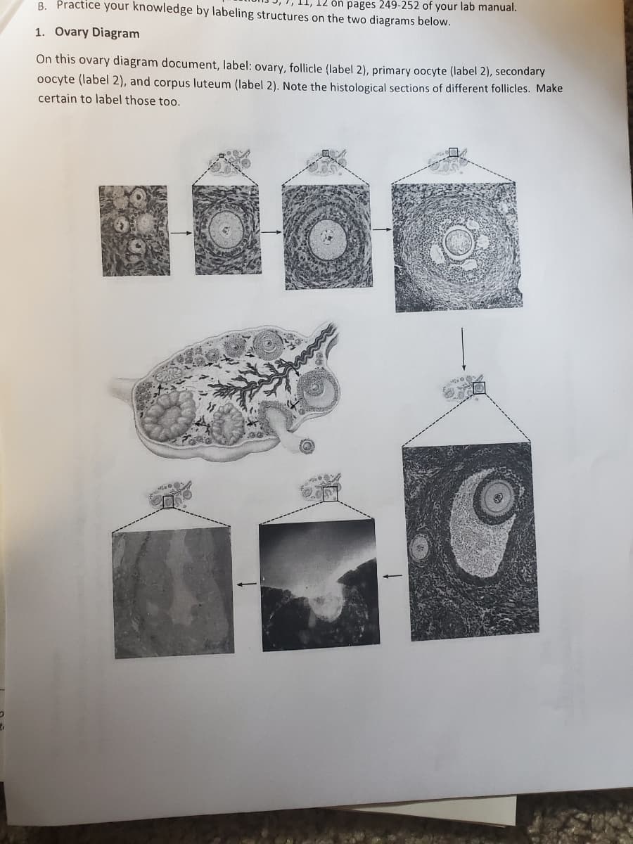 12 ón pages 249-252 of your lab manual.
B. Practice your knowledge by labeling structures on the two diagrams below.
1. Ovary Diagram
On this ovary diagram document, label: ovary, follicle (label 2), primary oocyte (label 2), secondary
oocyte (label 2), and corpus luteum (label 2). Note the histological sections of different follicles. Make
certain to label those too.
