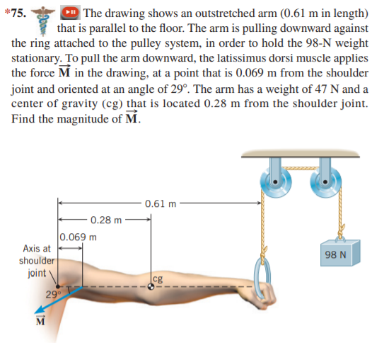 | The drawing shows an outstretched arm (0.61 m in length)
that is parallel to the floor. The arm is pulling downward against
the ring attached to the pulley system, in order to hold the 98-N weight
*75.
stationary. To pull the arm downward, the latissimus dorsi muscle applies
the force M in the drawing, at a point that is 0.069 m from the shoulder
joint and oriented at an angle of 29°. The arm has a weight of 47 N and a
center of gravity (cg) that is located 0.28 m from the shoulder joint.
Find the magnitude of M.
0.61 m
0.28 m
0.069 m
Axis at
98 N
shoulder
joint
cg
29
