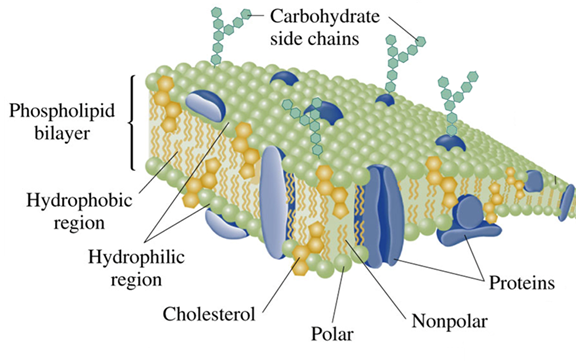 Phospholipid
bilayer
Hydrophobic
region
Hydrophilic
region
Cholesterol
Carbohydrate
side chains
Polar
Nonpolar
Proteins
