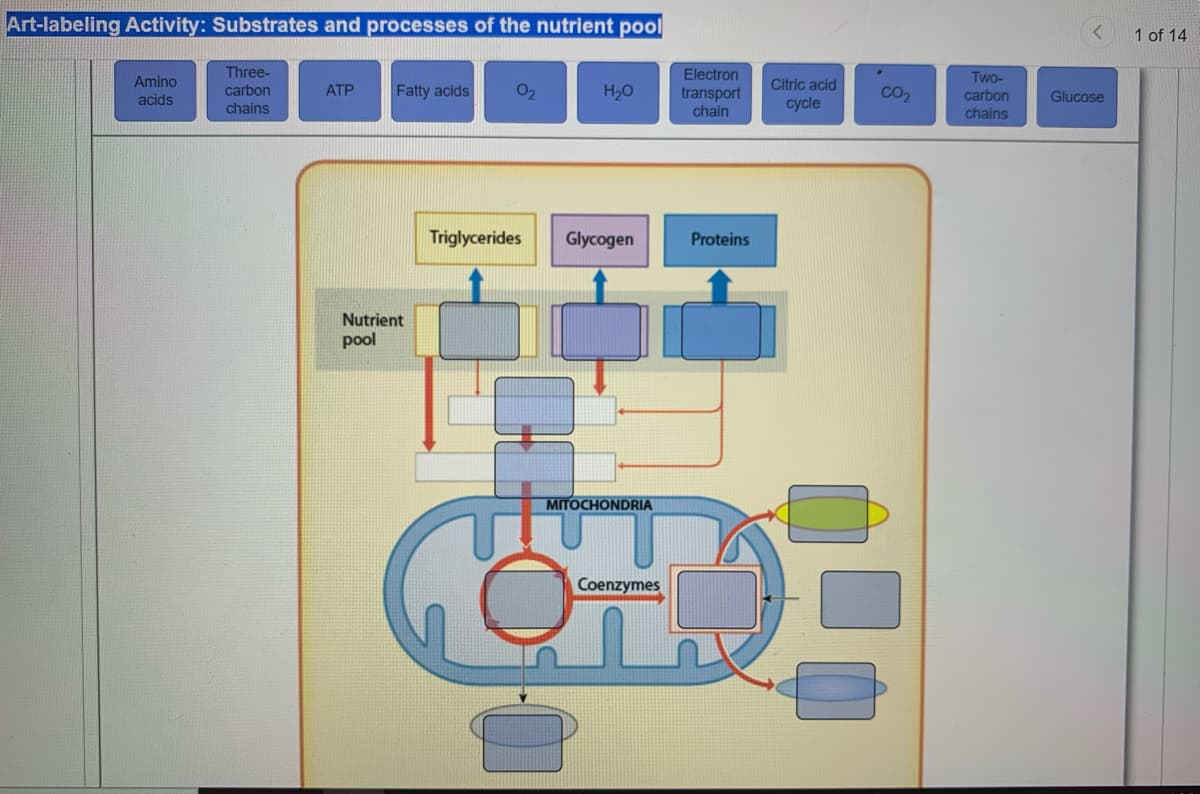 Art-labeling Activity: Substrates and processes of the nutrient pool
1 of 14
Three-
carbon
Electron
Two-
carbon
chains
Amino
Citric acid
cycle
АТР
Fatty acids
O2
H20
transport
chain
CO2
acids
Glucose
chains
Triglycerides
Glycogen
Proteins
Nutrient
pool
MITOCHONDRIA
Coenzymes
