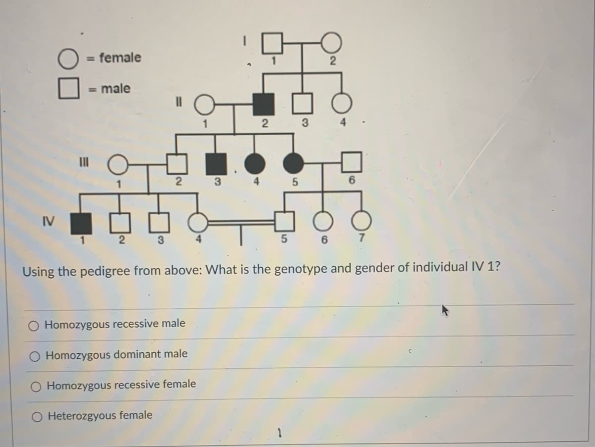 = female
= male
3
4
3
6.
IV
3
Using the pedigree from above: What is the genotype and gender of individual IV 1?
Homozygous recessive male
Homozygous dominant male
Homozygous recessive female
O Heterozgyous female
