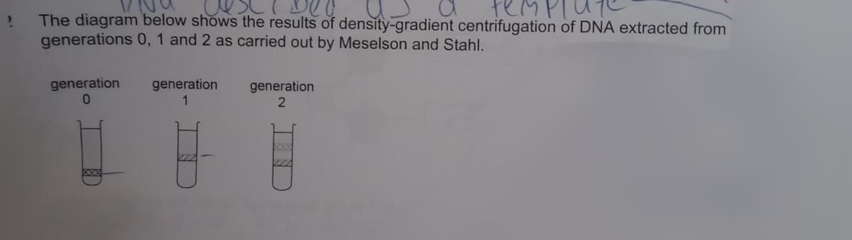 The diagram below shows the results of density-gradient centrifugation of DNA extracted from
generations 0, 1 and 2 as carried out by Meselson and Stahl.
generation
generation
1
generation
