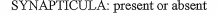 SYNAPTICULA: present or absent
