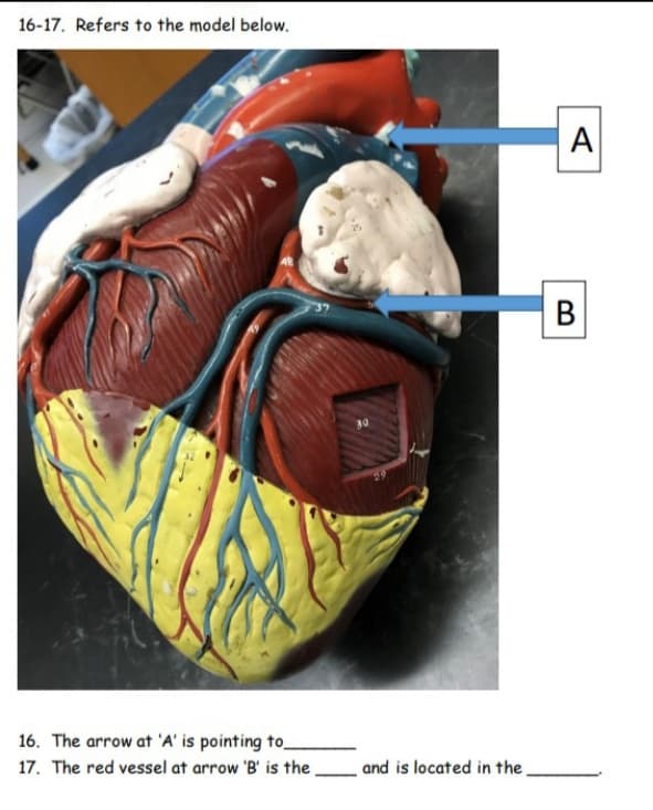 16-17. Refers to the model below.
A
B
16. The arrow at 'A' is pointing to_
17. The red vessel at arrow 'B' is the
and is located in the
