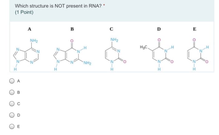 Which structure is NOT present in RNA? *
(1 Point)
A
в
D
E
NH2
NH2
H3C.
"NH2
В
C.
