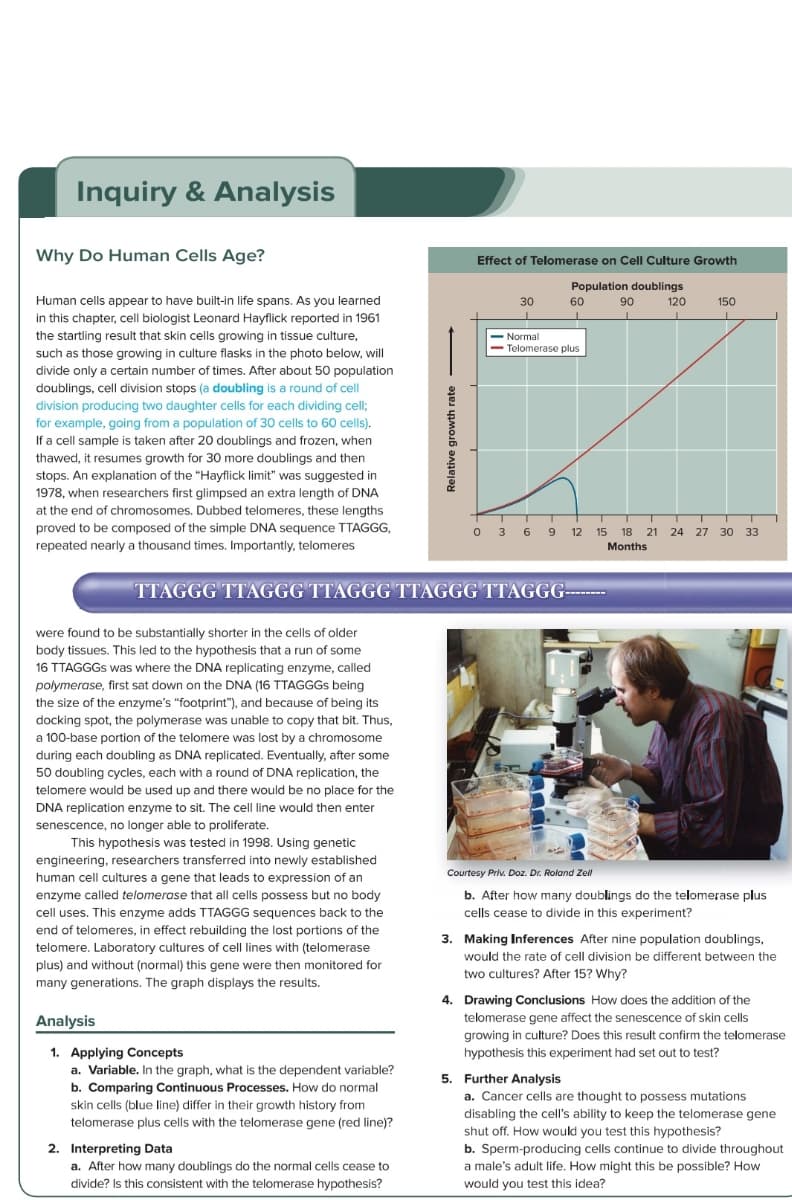 Inquiry & Analysis
Why Do Human Cells Age?
Effect of Telomerase on Cell Culture Growth
Population doublings
Human cells appear to have built-in life spans. As you learned
30
60
90
120
150
in this chapter, cell biologist Leonard Hayflick reported in 1961
the startling result that skin cells growing in tissue culture,
such as those growing in culture flasks in the photo below, will
Normal
Telomerase plus
divide only a certain number of times. After about 50 population
doublings, cell division stops (a doubling is a round of cell
division producing two daughter cells for each dividing cell;
for example, going from a population of 30 cells to 60 cells).
If a cell sample is taken after 20 doublings and frozen, when
thawed, it resumes growth for 30 more doublings and then
stops. An explanation of the "Hayflick limit" was suggested in
1978, when researchers first glimpsed an extra length of DNA
at the end of chromosomes. Dubbed telomeres, these lengths
proved to be composed of the simple DNA sequence TTAGGG,
0 3 6 9 12 15 18 21 24 27
30 33
repeated nearly a thousand times. Importantly, telomeres
Months
TTAGGG TTAGGG TTAGGG TTAGGG TTAGGG---
were found to be substantially shorter in the cells of older
body tissues. This led to the hypothesis that a run of some
16 TTAGGGS was where the DNA replicating enzyme, called
polymerase, first sat down on the DNA (16 TTAGGGS being
the size of the enzyme's "footprint"), and because of being its
docking spot, the polymerase was unable to copy that bit. Thus,
a 100-base portion of the telomere was lost by a chromosome
during each doubling as DNA replicated. Eventually, after some
50 doubling cycles, each with a round of DNA replication, the
telomere would be used up and there would be no place for the
DNA replication enzyme to sit. The cell line would then enter
senescence, no longer able to proliferate.
This hypothesis was tested in 1998. Using genetic
engineering, researchers transferred into newly established
Courtesy Priv. Doz. Dr. Roland Zel
human cell cultures a gene that leads to expression of an
enzyme called telomerase that all cells possess but no body
b. After how many doublings do the telomerase plus
cell uses. This enzyme adds TTAGGG sequences back to the
cells cease to divide in this experiment?
end of telomeres, in effect rebuilding the lost portions of the
telomere. Laboratory cultures of cell lines with (telomerase
3. Making Inferences After nine population doublings,
would the rate of cell division be different between the
plus) and without (normal) this gene were then monitored for
two cultures? After 15? Why?
many generations. The graph displays the results.
4. Drawing Conclusions How does the addition of the
Analysis
telomerase gene affect the senescence of skin cells
growing in culture? Does this result confirm the telomerase
1. Applying Concepts
a. Variable. In the graph, what is the dependent variable?
b. Comparing Continuous Processes. How do normal
skin cells (blue line) differ in their growth history from
telomerase plus cells with the telomerase gene (red line)?
hypothesis this experiment had set out to test?
5. Further Analysis
a. Cancer cells are thought to possess mutations
disabling the cell's ability to keep the telomerase gene
shut off. How would you test this hypothesis?
2. Interpreting Data
a. After how many doublings do the normal cells cease to
divide? Is this consistent with the telomerase hypothesis?
b. Sperm-producing cells continue to divide throughout
a male's adult life. How might this be possible? How
would you test this idea?
Relative growth rate
