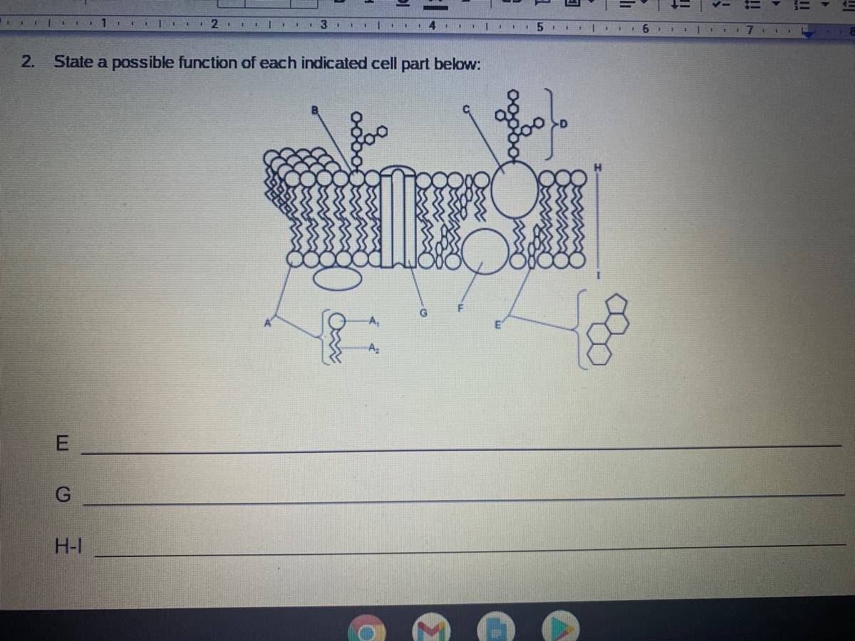 2 IIII L 3 III|
2.
State a possible function of each indicated cell part below:
A
H-I
!!
!!
E.
