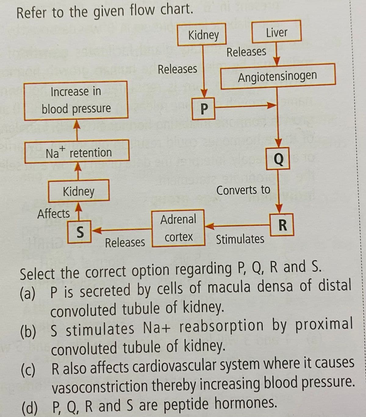 Refer to the given flow chart.
Increase in
blood pressure
(b)
Na+ retention
Kidney
Affects
S
Releases
Kidney
Releases
Adrenal
cortex
P
Releases
Liver
Angiotensinogen
Converts to
Q5.10
R
Stimulates
Select the correct option regarding P, Q, R and S.
(a) P is secreted by cells of macula densa of distal
convoluted tubule of kidney.
S stimulates Na+ reabsorption by proximal
convoluted tubule of kidney.
(c)
R also affects cardiovascular system where it causes
vasoconstriction thereby increasing blood pressure.
(d) P, Q, R and S are peptide hormones.
1
I
1
I
1
1