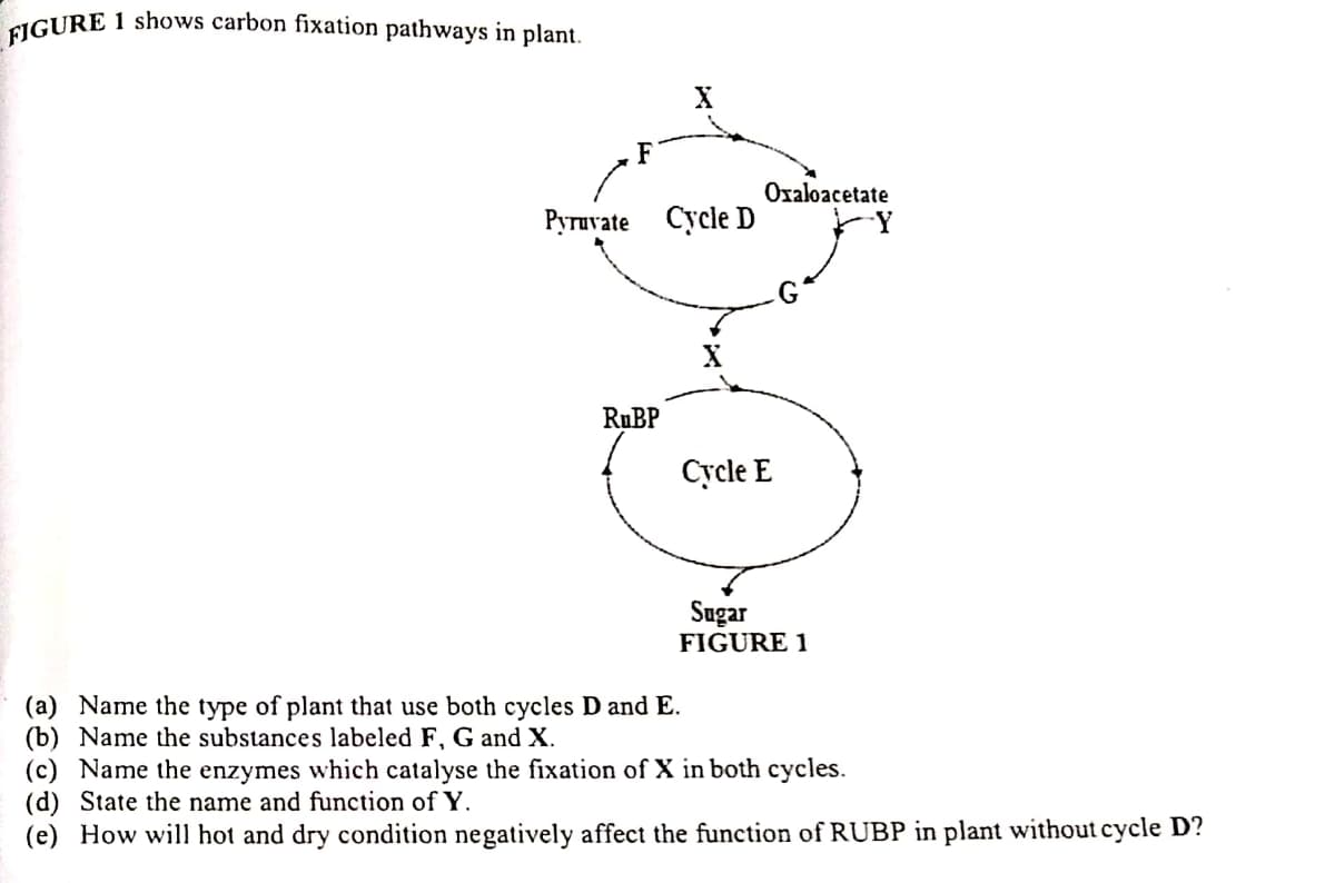 1 shows carbon fixation pathways in plant.
FIGURE
Oxaloacetate
Ругиvate Сycle D
RUBP
Cycle E
Sugar
FIGURE 1
(a) Name the type of plant that use both cycles D and E.
(b) Name the substances labeled F, G and X.
(c) Name the enzymes which catalyse the fixation of X in both cycles.
(d) State the name and function of Y.
(e) How will hot and dry condition negatively affect the function of RUBP in plant without cycle D?
