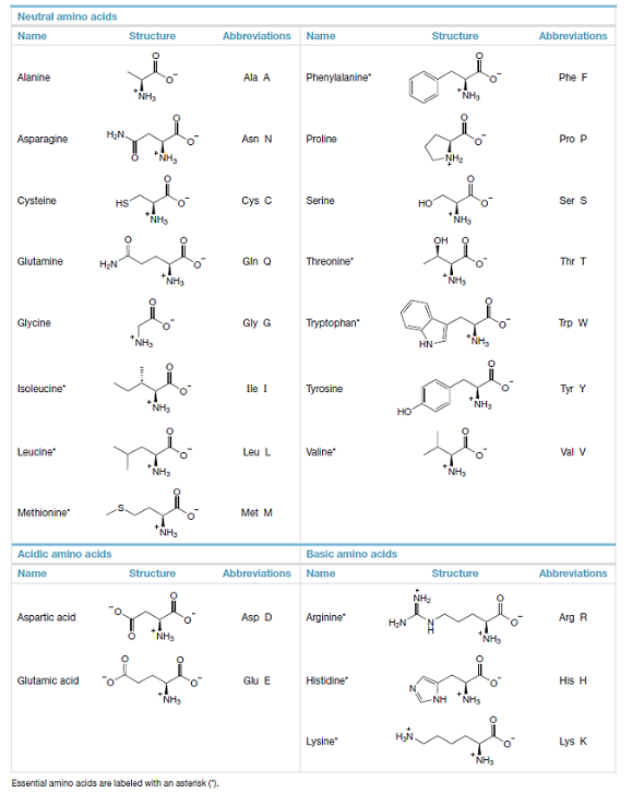 Neutral amino acids
Name
Structure
Abbreviations
Name
Structure
Abbreviations
Alanine
Ala A
Phenylalanine
Phe F
NH,
NH3
Asparagine
НaN.
Asn N
Proline
Pro P
NH,
NH2
Cysteine
HS
Cys C
Serine
Но
Ser S
NH3
NH3
OH
Glutamine
H;N
Gin Q
Threonine
Thr T
NH3
NH3
Glycine
Gly G
Tryptophan
Trp W
*NH,
HN
Isoleucine
Ile I
Tyrosine
Tyr Y
NH
NH3
Leucine"
Leu L
Valine"
Val V
NH,
NH,
Methionine
Met M
*NH3
Acidic amino acids
Basic amino acids
Name
Structure
Abbreviations Name
Structure
Abbreviations
NH2
Aspartic acid
Asp D
Arginine
Arg R
Н-N
NH3
Glutamic acid
Glu E
Histidine
His H
NH3
NH
NH3
HN.
Lysine"
Lys K
Essential amino acids are labeled with an asterisk (7.
