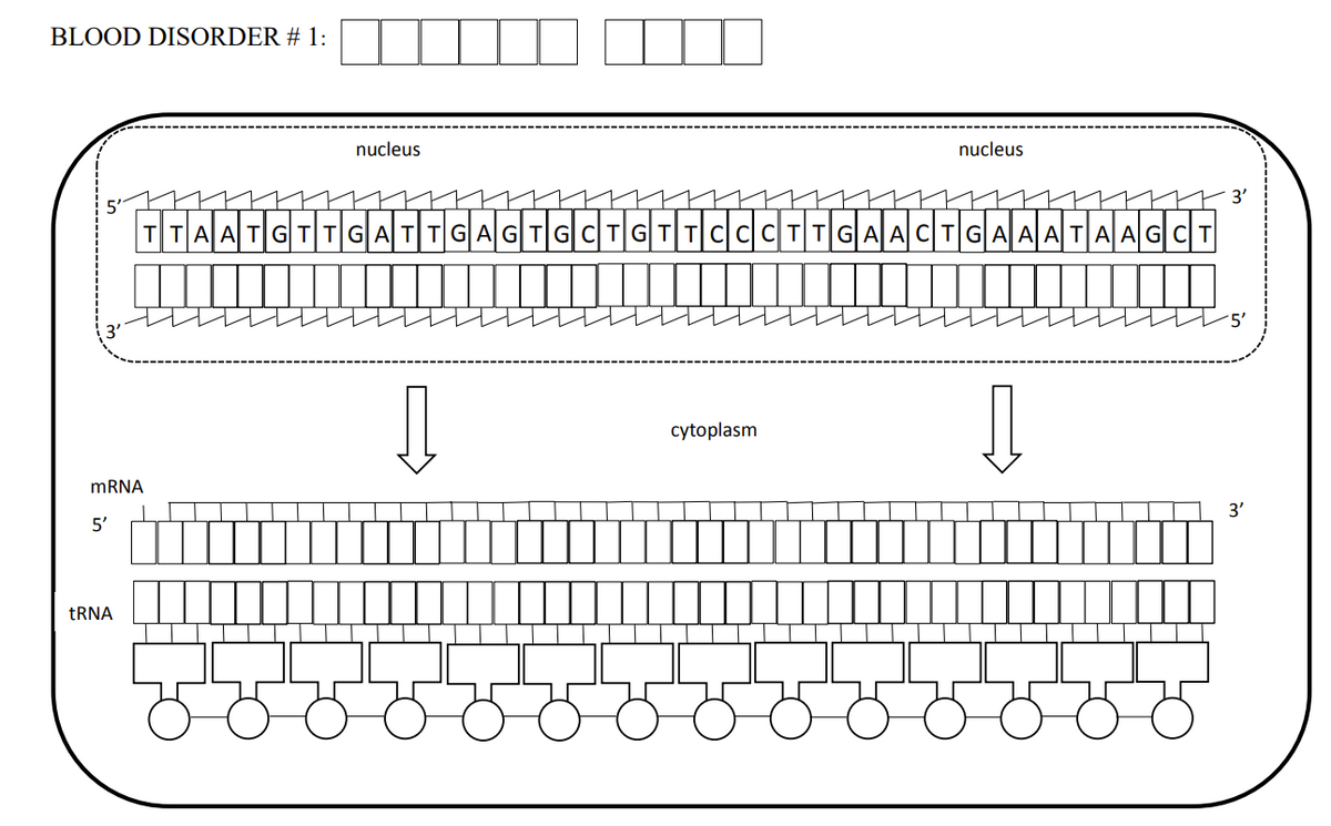 BLOOD DISORDER # 1:
mRNA
5'
tRNA
nucleus
TTAATGTTGATTGAGTGCTGTTCCCTTGAACTGAAATAAGCT
↓
nucleus
cytoplasm
↓
3'
'5'
3'