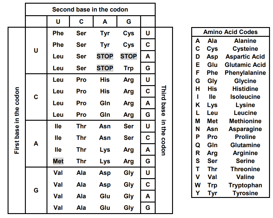 First base in the codon
U
C
A
G
Second base in the codon
U
C A
G
Phe
Ser
Tyr
Cys U
Phe
Ser
Tyr
Cys C
Leu
Ser STOP STOP A
Leu
Leu
Leu
Leu
Leu
lle
lle
lle
Met
Val
Val
Val
Val
Ser
Pro His
Pro
His
Pro Gin
Arg
Pro
Gin
Arg
Thr
Asn
Ser
Thr
Asn
Ser
Thr Lys Arg
Thr
Lys Arg
G
Ala Asp
Gly
U
Ala
Asp
Gly
C
Ala
Glu
Gly A
Ala Glu
Gly
G
G
Arg U
Arg
C
A
G
U
с
STOP Trp
AG
Third base in the codon
Amino Acid Codes
A
Ala
C Cys
D
Asp
E
F
G
Gly
H
His
I lle
Alanine
Cysteine
K Lys
L
Leu
M Met
N Asn
P Pro
Q Gln
R Arg
S
Ser
T Thr
V Val
W Trp
Y
Tyr
Aspartic Acid
Glutamic Acid
Glu
Phe Phenylalanine
Glycine
Histidine
Isoleucine
Lysine
Leucine
Methionine
Asparagine
Proline
Glutamine
Arginine
Serine
Threonine
Valine
Tryptophan
Tyrosine