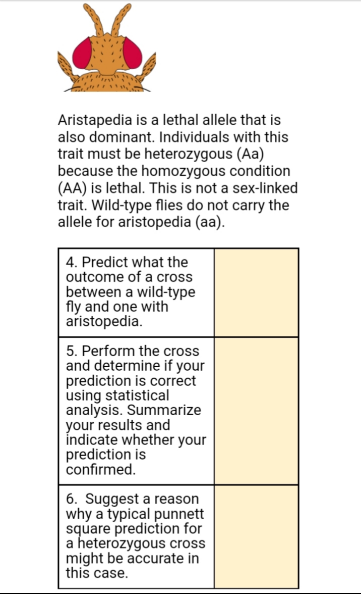 Aristapedia is a lethal allele that is
also dominant. Individuals with this
trait must be heterozygous (Aa)
because the homozygous condition
(AA) is lethal. This is not a sex-linked
trait. Wild-type flies do not carry the
allele for aristopedia (aa).
4. Predict what the
outcome of a cross
between a wild-type
fly and one with
aristopedia.
5. Perform the cross
and determine if your
prediction is correct
using statistical
analysis. Summarize
your results and
indicate whether your
prediction is
confirmed.
6. Suggest a reason
why a typical punnett
square prediction for
a heterozygous cross
might be accurate in
this case.
