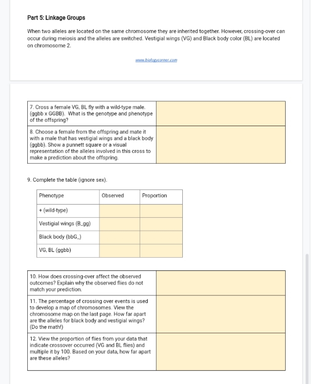 Part 5: Linkage Groups
When two alleles are located on the same chromosome they are inherited together. However, crossing-over can
occur during meiosis and the alleles are switched. Vestigial wings (VG) and Black body color (BL) are located
on chromosome 2.
w.bielogycorner.com
7. Cross a female VG, BL fly with a wild-type male.
(ggbb x GGBB). What is the genotype and phenotype
of the offspring?
8. Choose a female from the offspring and mate it
with a male that has vestigial wings and a black body
(ggbb). Show a punnett square or a visual
representation of the alleles involved in this cross to
make a prediction about the offspring.
9. Complete the table (ignore sex).
Phenotype
Observed
Proportion
+ (wild-type)
Vestigial wings (B.gg)
Black body (bbG.)
VG, BL (ggbb)
10. How does crossing-over affect the observed
outcomes? Explain why the observed flies do not
match your prediction.
11. The percentage of crossing over events is used
to develop a map of chromosomes. View the
chromosome map on the last page. How far apart
are the alleles for black body and vestigial wings?
|(Do the math!)
12. View the proportion of flies from your data that
indicate crossover occurred (VG and BL flies) and
multiple it by 100. Based on your data, how far apart
are these alleles?

