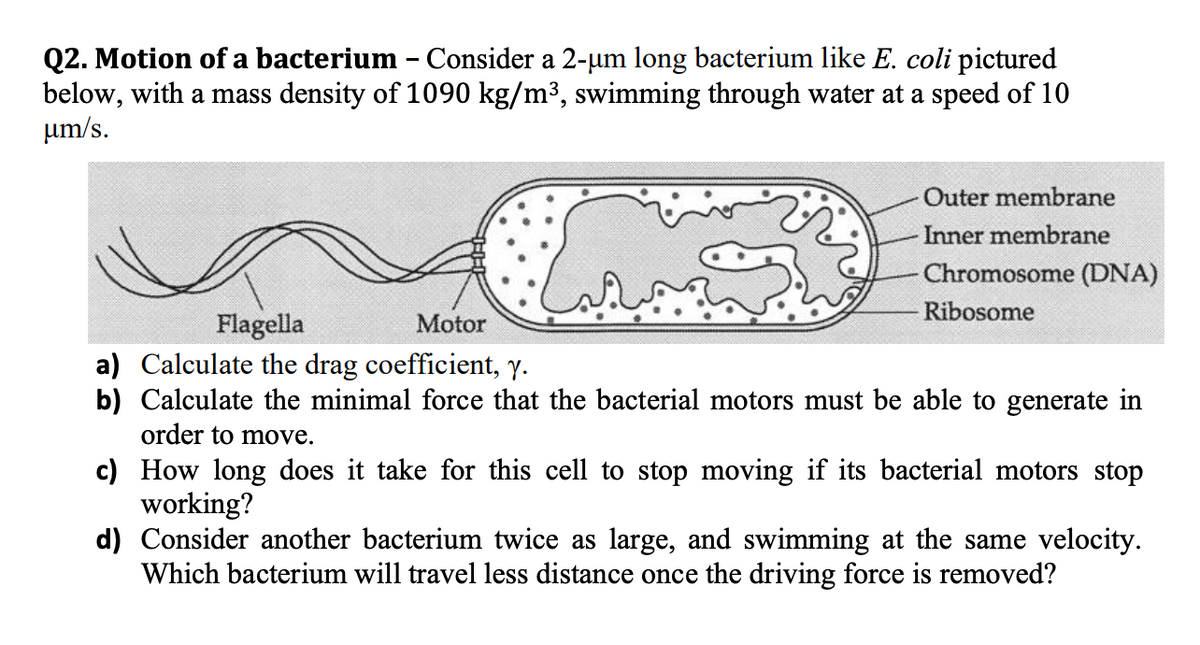 Q2. Motion of a bacterium - Consider a 2-µm long bacterium like E. coli pictured
below, with a mass density of 1090 kg/m3, swimming through water at a speed of 10
um/s.
Outer membrane
-Inner membrane
Chromosome (DNA)
Ribosome
Flagella
Motor
a) Calculate the drag coefficient, y.
b) Calculate the minimal force that the bacterial motors must be able to generate in
order to move.
c) How long does it take for this cell to stop moving
working?
d) Consider another bacterium twice as large, and swimming at the same velocity.
Which bacterium will travel less distance once the driving force is removed?
its bacterial motors stop
