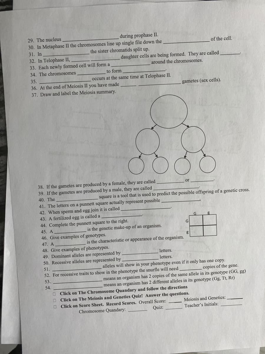 during prophase II.
30. In Metaphase II the chromosomes line up single file down the
the sister chromatids split up.
29. The nucleus
of the cell.
31. In
32. In Telophase II,
33. Each newly formed cell will form a
daughter cells are being formed. They are called
around the chromosomes.
34. The chromosomes
to form
35.
occurs at the same time at Telophase II.
36. At the end of Meiosis II you have made
37. Draw and label the Meiosis summary.
gametes (sex cells).
38. If the gametes are produced by a female, they are called
39. If the gametes are produced by a male, they are called
40. The
41. The letters on a punnett square actually represent possible
42. When sperm and egg join it is called
43. A fertilized egg is called a
or
square is a tool that is used to predict the possible offspring of a genetic cross.
G
44. Complete the punnett square to the right.
45. A
G
is the genetic make-up of an organism.
46. Give examples of genotypes.
47. A
is the characteristic or appearance of the organism.
48. Give examples of phenotypes.
49. Dominant alleles are represented by
50. Recessive alleles are represented by
letters.
letters.
alleles will show in your phenotype even if it only has one copy.
copies of the gene.
means an organism has 2 copies of the same allele in its genotype (GG, gg)
means an organism has 2 different alleles in its genotype (Gg, Tt, Rr)
51.
52. For recessive traits to show in the phenotype the snurfle will need
53.
54.
O Click on The Chromosome Quandary and follow the directions
O Click on The Meiosis and Genetics Quiz! Answer the questions.
O Click on Score Sheet. Record Scores. Overall Score:
Meiosis and Genetics:
Chromosome Quandary:
Quiz:
Teacher's Initials:
