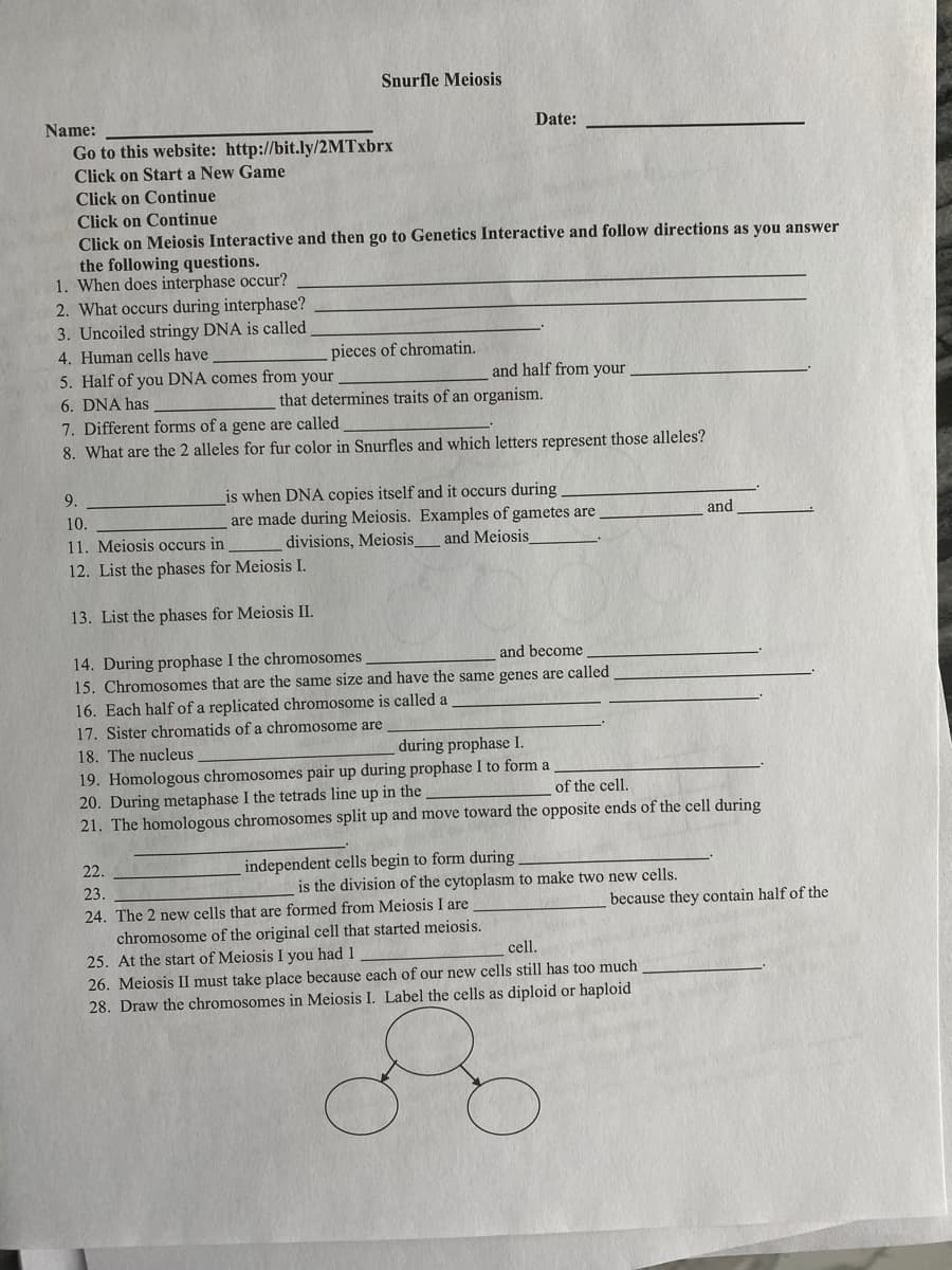 Snurfle Meiosis
Name:
Date:
Go to this website: http://bit.ly/2MTxbrx
Click on Start a New Game
Click on Continue
Click on Continue
Click on Meiosis Interactive and then go to Genetics Interactive and follow directions as you answer
the following questions.
1. When does interphase occur?
2. What occurs during interphase?
3. Uncoiled stringy DNA is called
4. Human cells have
5. Half of you DNA comes from your
pieces of chromatin.
and half from your
6. DNA has
that determines traits of an organism.
7. Different forms of a gene are called
8. What are the 2 alleles for fur color in Snurfles and which letters represent those alleles?
is when DNA copies itself and it occurs during
are made during Meiosis. Examples of gametes are
9.
10.
and
11. Meiosis occurs in
divisions, Meiosis
and Meiosis
12. List the phases for Meiosis I.
13. List the phases for Meiosis II.
14. During prophase I the chromosomes
15. Chromosomes that are the same size and have the same genes are called
16. Each half of a replicated chromosome is called a
17. Sister chromatids of a chromosome are
and become
18. The nucleus
during prophase I.
19. Homologous chromosomes pair up during prophase I to form a
20. During metaphase I the tetrads line up in the
21. The homologous chromosomes split up and move toward the opposite ends of the cell during
of the cell.
22.
independent cells begin to form during
23.
is the division of the cytoplasm to make two new cells.
24. The 2 new cells that are formed from Meiosis I are
chromosome of the original cell that started meiosis.
25. At the start of Meiosis I you had 1
26. Meiosis II must take place because each of our new cells still has too much
28. Draw the chromosomes in Meiosis I. Label the cells as diploid or haploid
because they contain half of the
cell.
