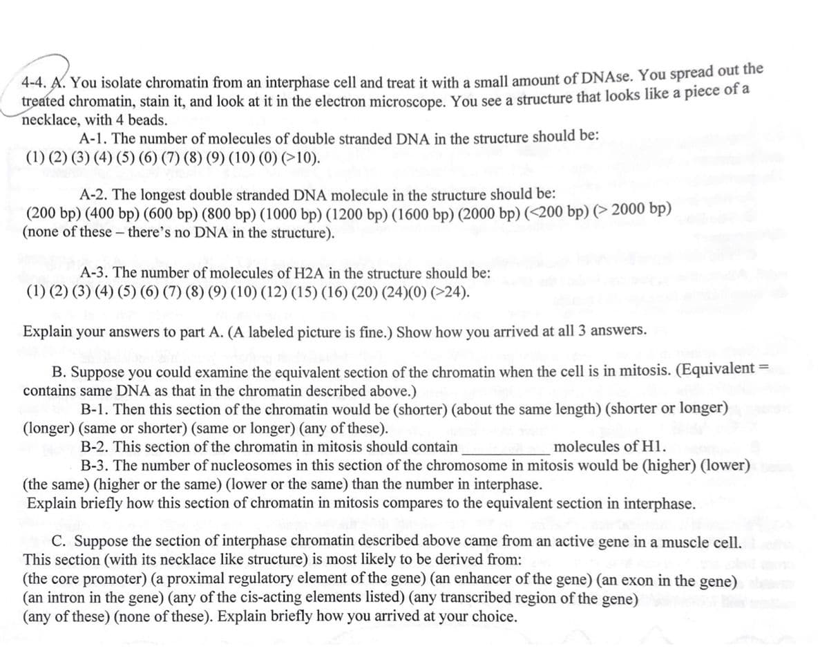 4-4. A. You isolate chromatin from an interphase cell and treat it with a small amount of DNAse. You spread out the
treated chromatin, stain it, and look at it in the electron microscope. You see a structure that looks like a piece of a
necklace, with 4 beads.
A-1. The number of molecules of double stranded DNA in the structure should be:
(1) (2) (3) (4) (5) (6) (7) (8) (9) (10) (0) (>10).
A-2. The longest double stranded DNA molecule in the structure should be:
(200 bp) (400 bp) (600 bp) (800 bp) (1000 bp) (1200 bp) (1600 bp) (2000 bp) (<200 bp) (> 2000 bp)
(none of these – there's no DNA in the structure).
A-3. The number of molecules of H2A in the structure should be:
(1) (2) (3) (4) (5) (6) (7) (8) (9) (10) (12) (15) (16) (20) (24)(0) (>24).
Explain your answers to part A. (A labeled picture is fine.) Show how you arrived at all 3 answers.
B. Suppose you could examine the equivalent section of the chromatin when the cell is in mitosis. (Equivalent =
contains same DNA as that in the chromatin described above.)
B-1. Then this section of the chromatin would be (shorter) (about the same length) (shorter or longer)
(longer) (same or shorter) (same or longer) (any of these).
molecules of H1.
B-2. This section of the chromatin in mitosis should contain
B-3. The number of nucleosomes in this section of the chromosome in mitosis would be (higher) (lower)
(the same) (higher or the same) (lower or the same) than the number in interphase.
Explain briefly how this section of chromatin in mitosis compares to the equivalent section in interphase.
C. Suppose the section of interphase chromatin described above came from an active gene in a muscle cell.
This section (with its necklace like structure) is most likely to be derived from:
(the core promoter) (a proximal regulatory element of the gene) (an enhancer of the gene) (an exon in the gene)
(an intron in the gene) (any of the cis-acting elements listed) (any transcribed region of the gene)
(any of these) (none of these). Explain briefly how you arrived at your choice.
