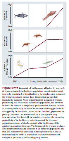 High
Low
High
Low
High
Low
Primary Productivity
Low
High
Figure 57.17 A modol of bottom-up offects. At low kvels
of primary productivity, herbivore populations cannot obtain enough
Food to be maintained;without herbivory, the standing crop biomas of
the primary produers such as thee diatoms ince aes as their
productivity increases. Abone some threshold, increases in primary
productivity ead to increzses in herbivore populations and herbivoe
biomus; the biomass of the primury producers then does not increase
as primary producta ity increases because the inceasing productivity
s cropped by the herbivures. Above another threshold, populations of
primary camivores can be sustained. As primary productivity
inceaes above this threshold, the carnivores comume the increasing
productivity of the herbivores, so the biomas of the herbwore
populalions mmains me latively constant whike the biomas of the
carnivore populations increases. The biomass af the primary producers
s no konger constrained by increases in the herbivure populations and
thus also increases wah increasing primary productiv ity. A key to
undenstanding the model is to maintain a distinction between the
concepts of productivky and standing crop biomass.
Hertivore
Eonpo ku
