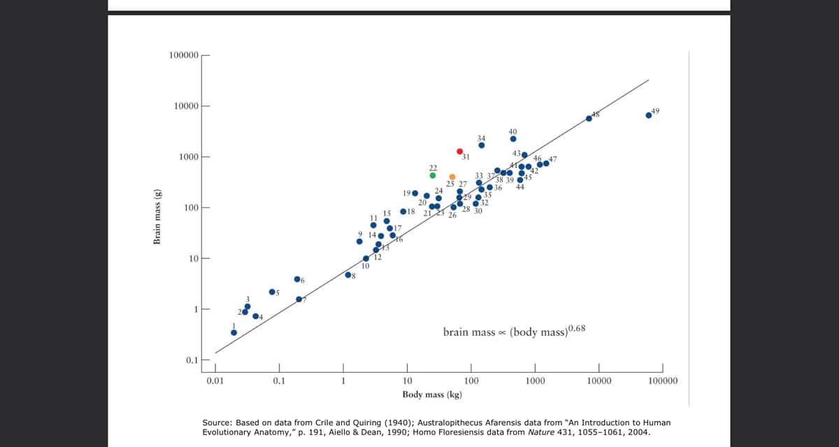 100000-
10000
1000
100
10
1
brain mass (body mass)0.68
0.1
0.01
0.1
10
100
1000
10000
100000
Body mass (kg)
Source: Based on data from Crile and Quiring (1940); Australopithecus Afarensis data from "An Introduction to Human
Evolutionary Anatomy," p. 191, Aiello & Dean, 1990; Homo Floresiensis data from Nature 431, 1055-1061, 2004.
Brain mass (g)
