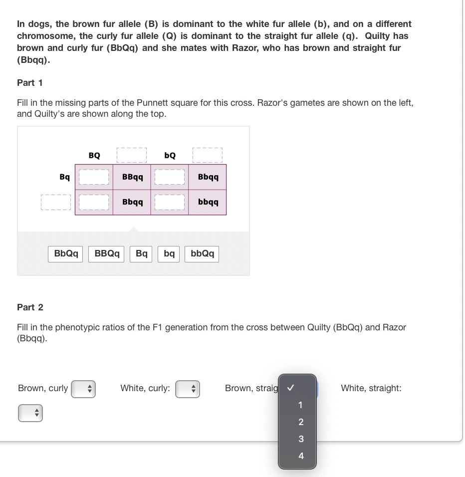 In dogs, the brown fur allele (B) is dominant to the white fur allele (b), and on a different
chromosome, the curly fur allele (Q) is dominant to the straight fur allele (q). Quilty has
brown and curly fur (BbQq) and she mates with Razor, who has brown and straight fur
(Bbqq).
Part 1
Fill in the missing parts of the Punnett square for this cross. Razor's gametes are shown on the left,
and Quilty's are shown along the top.
Bq
BQ
BBqq
Bbqq
Brown, curly +
bQ
Bbqq
BbQq BBQq Bq bq bbQq
bbqq
Part 2
Fill in the phenotypic ratios of the F1 generation from the cross between Quilty (BbQq) and Razor
(Bbqq).
White, curly: ♦
Brown, straig ✓
1
2
3
4
White, straight: