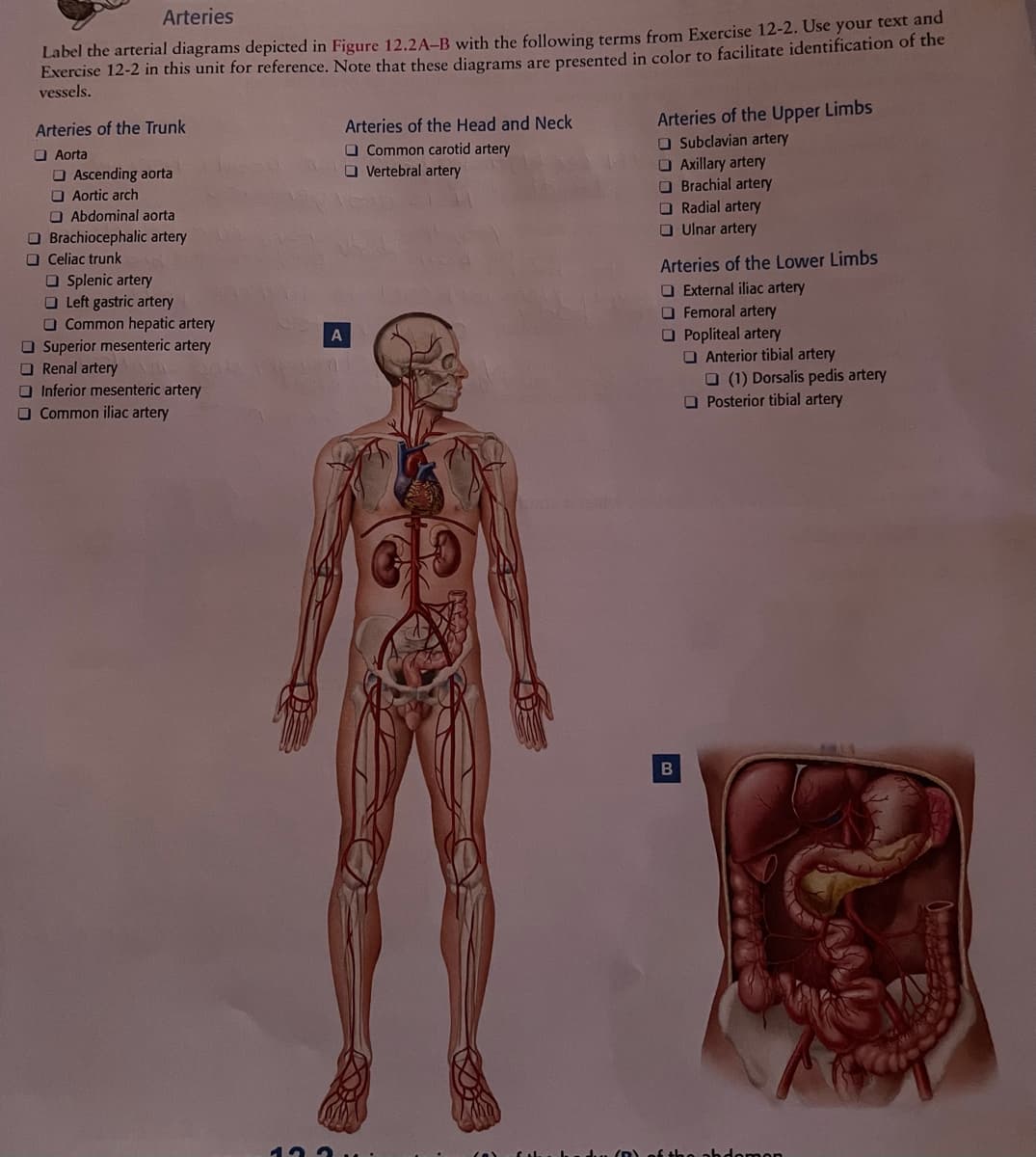 Arteries
Label the arterial diagrams depicted in Figure 12.2A-B with the following terms from Exercise 12-2. Use your text and
Exercise 12-2 in this unit for reference. Note that these diagrams are presented in color to facilitate identification of the
vessels.
Arteries of the Upper Limbs
O Subclavian artery
O Axillary artery
O Brachial artery
O Radial artery
O Ulnar artery
Arteries of the Head and Neck
O Common carotid artery
O Vertebral artery
Arteries of the Trunk
O Aorta
O Ascending aorta
O Aortic arch
O Abdominal aorta
O Brachiocephalic artery
O Celiac trunk
O Splenic artery
O Left gastric artery
O Common hepatic artery
O Superior mesenteric artery
O Renal artery
O Inferior mesenteric artery
O Common iliac artery
Arteries of the Lower Limbs
O External iliac artery
O Femoral artery
O Popliteal artery
O Anterior tibial artery
O (1) Dorsalis pedis artery
O Posterior tibial artery
A
he ahdomon
