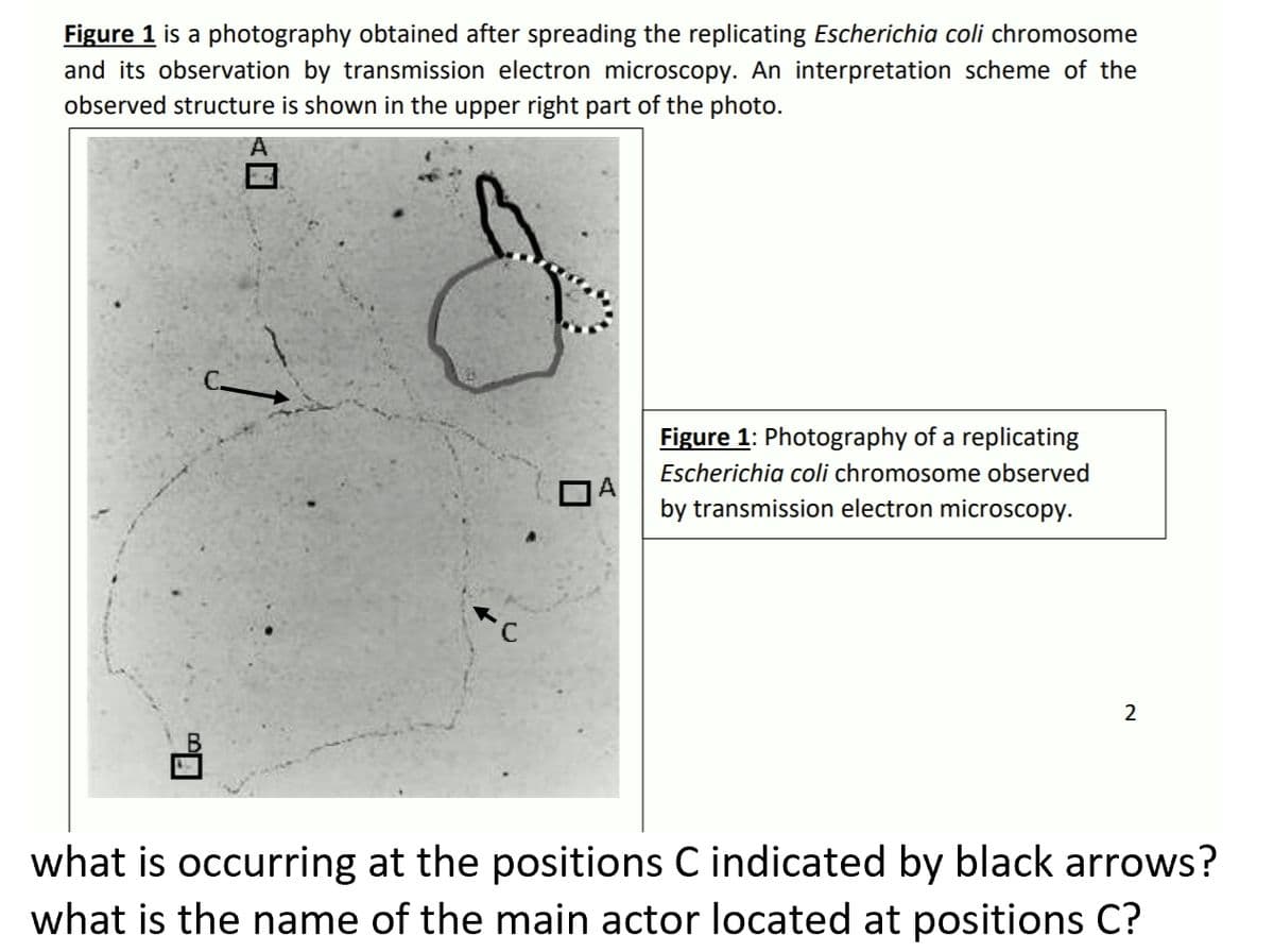 Figure 1 is a photography obtained after spreading the replicating Escherichia coli chromosome
and its observation by transmission electron microscopy. An interpretation scheme of the
observed structure is shown in the upper right part of the photo.
Figure 1: Photography of a replicating
Escherichia coli chromosome observed
by transmission electron microscopy.
what is occurring at the positions C indicated by black arrows?
what is the name of the main actor located at positions C?
