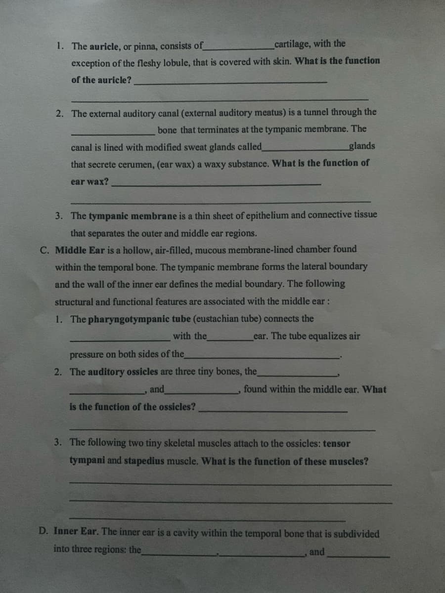 1. The auricle, or pinna, consists of
cartilage, with the
exception of the fleshy lobule, that is covered with skin. What is the function
of the auricle?
2. The external auditory canal (external auditory meatus) is a tunnel through the
bone that terminates at the tympanic membrane. The
canal is lined with modified sweat glands called
glands
that secrete cerumen, (ear wax) a waxy substance. What is the function of
ear wax?
3. The tympanic membrane is a thin sheet of epithelium and connective tissue
that separates the outer and middle ear regions.
C. Middle Ear is a hollow, air-filled, mucous membrane-lined chamber found
within the temporal bone. The tympanic membrane forms the lateral boundary
and the wall of the inner ear defines the medial boundary. The following
structural and functional features are associated with the middle ear:
1. The pharyngotympanic tube (eustachian tube) connects the
with the
ear. The tube equalizes air
pressure on both sides of the
2. The auditory ossicles are three tiny bones, the
found within the middle ear. What
and
is the function of the ossicles?
3. The following two tiny skeletal muscles attach to the ossicles: tensor
tympani and stapedius muscle. What is the function of these muscles?
D. Inner Ear. The inner ear is a cavity within the temporal bone that is subdivided
into three regions: the
and
