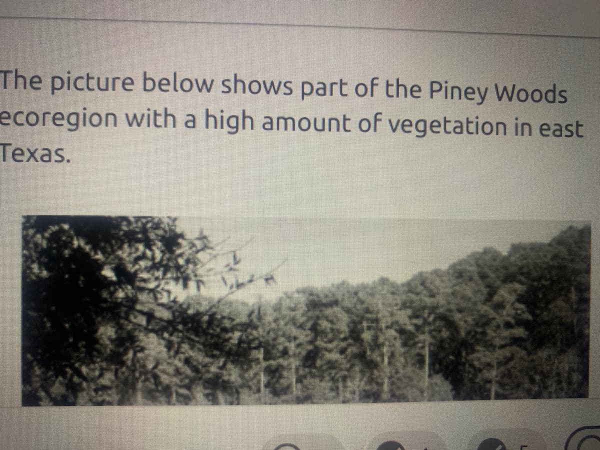 **Piney Woods Ecoregion in East Texas**

The picture below shows part of the Piney Woods ecoregion with a high amount of vegetation in east Texas.

![Piney Woods](ImageURL)

The image depicts a densely forested area, characteristic of the Piney Woods ecoregion. This area is heavily vegetated, showcasing tall trees and thick underbrush, which is typical of the rich biodiversity found in this region. The abundant plant life supports various wildlife species and contributes to the overall ecological health of the area. The Piney Woods is known for its diverse plant and animal communities, making it an important region for ecological studies and conservation efforts.