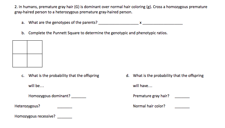 2. In humans, premature gray hair (G) is dominant over normal hair coloring (g). Cross a homozygous premature
gray-haired person to a heterozygous premature gray-haired person.
a. What are the genotypes of the parents?
b. Complete the Punnett Square to determine the genotypic and phenotypic ratios.
c. What is the probability that the offspring
d. What is the probability that the offspring
will be...
will have...
Homozygous dominant?
Premature gray hair?
Heterozygous?
Normal hair color?
Homozygous recessive?

