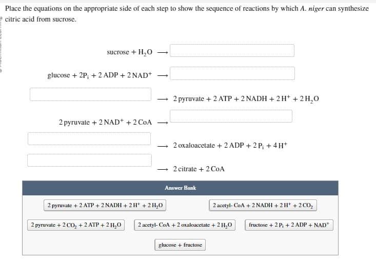 Place the equations on the appropriate side of each step to show the sequence of reactions by which A. niger can synthesize
citric acid from sucrose.
sucrose + H₂O
glucose + 2P; + 2 ADP + 2 NAD+
2 pyruvate + 2 NAD+ + 2 COA
2 pyruvate + 2 ATP + 2 NADH + 2 H+ + 2H₂O
2 pyruvate + 2 CO₂ + 2 ATP + 2 H₂O
2 pyruvate + 2 ATP + 2 NADH + 2H+ + 2H₂O
2 oxaloacetate + 2 ADP + 2 P; + 4H+
2 citrate + 2 CoA
Answer Bank
2 acetyl-CoA + 2 NADH + 2 H+ + 2 CO₂
2 acetyl-CoA + 2 oxaloacetate + 2 H₂O
glucose + fructose
fructose + 2 P; + 2 ADP + NAD+