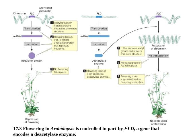 Acetylated
chromatin
Chromatin
FLC
FLD
FLC
1Acetyl groups on
histone proteins
destabilize chromatin
Transcription
Transcription
structure.
Flowering locus C
(FLC) encodes
a regulator protein
that represses
flowering
MRNA
MRNAI
Translation
Translation
Restoration
5.that removes acetyl
of chromatin
groups and restores
chromatin structure.
No transcription
Regulator protein
Deacetylase
6 No transcription of
FC takes place.
enzyme
No flowering
takes place.
Flowering locus D
(FLD) encodes a
deacetylase enzyme..
Flowering is not
suppressed, and so
flowering takes place.
Repression
of flowering
No repression
of flowering
17.3 Flowering in Arabidopsis is controlled in part by FLD, a gene that
encodes a deacetylase enzyme.
