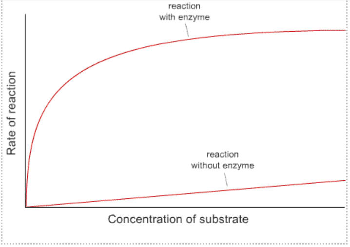 reaction
with enzyme
reaction
without enzyme
Concentration of substrate
Rate of reaction
