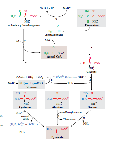 NADH + H*
NAD+
но н
HC-C-C-C00
HC-C-C-C00
a-Amino-B-ketobutyrate
Threonine
H3C-CH
Acetaldehyde
CoA-
COA7
HC-C-SCOA
Acetyl-CoA
H-C-C00
NH
Glycine
NADH + NH + CO,
NN0.Methylene-THF
NAD* + NH- CH,-C00
Glyeine
THF
HS H
H
но н
H2C-C-CoO
NH
H3C-C-Co0
NH
HC-C-co
NH
Cysteine
Alanine
Serine
a-Ketoglutarate
e,
several
paths
Glutamate
(H,S, so, or SCN
NH3
ine
H3C-C-CO0
NH3
Руruvate
