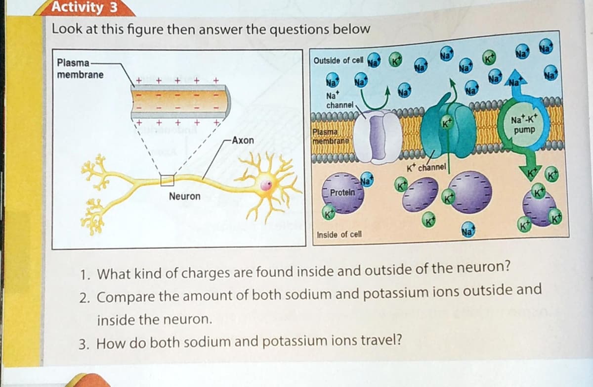 Activity 3
Look at this figure then answer the questions below
Plasma
Outside of cell
membrane
Na*
channel
EY Na*-K*
pump
Plasma
membrane
-Axon
K* channel
Neuron
Protein
Inside of cell
1. What kind of charges are found inside and outside of the neuron?
2. Compare the amount of both sodium and potassium ions outside and
inside the neuron.
3. How do both sodium and potassium ions travel?
