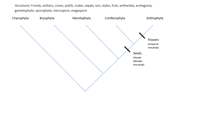 Structures: Fronds, anthers, cones, pistils, scales, sepals, sori, styles, fruit, antheridia, archegonia,
gametophyte, sporophyte, microspore, megaspore
