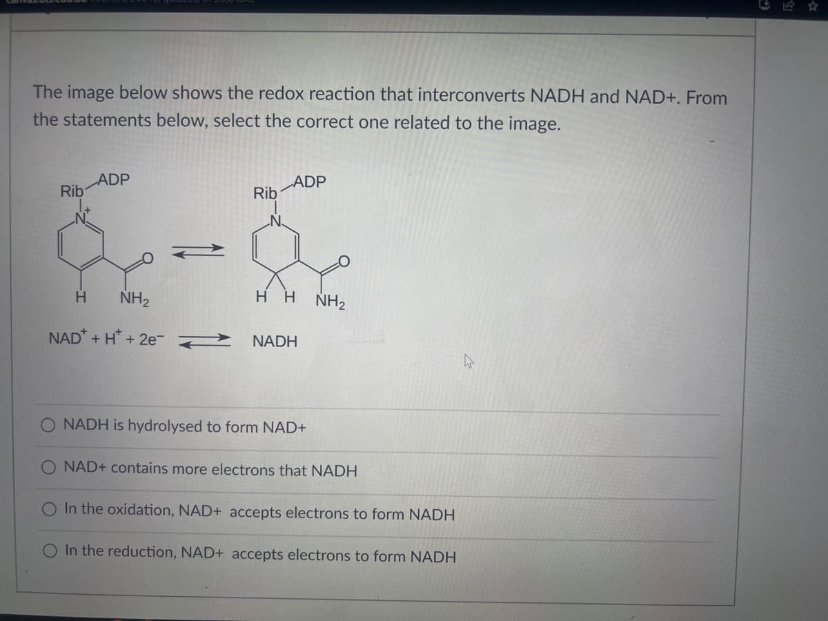 The image below shows the redox reaction that interconverts NADH and NAD+. From
the statements below, select the correct one related to the image.
Rib
ADP
H NH₂
NAD + H+2e
Rib
ADP
HH NH2
NADH
O NADH is hydrolysed to form NAD+
NAD+ contains more electrons that NADH
O In the oxidation, NAD+ accepts electrons to form NADH
In the reduction, NAD+ accepts electrons to form NADH