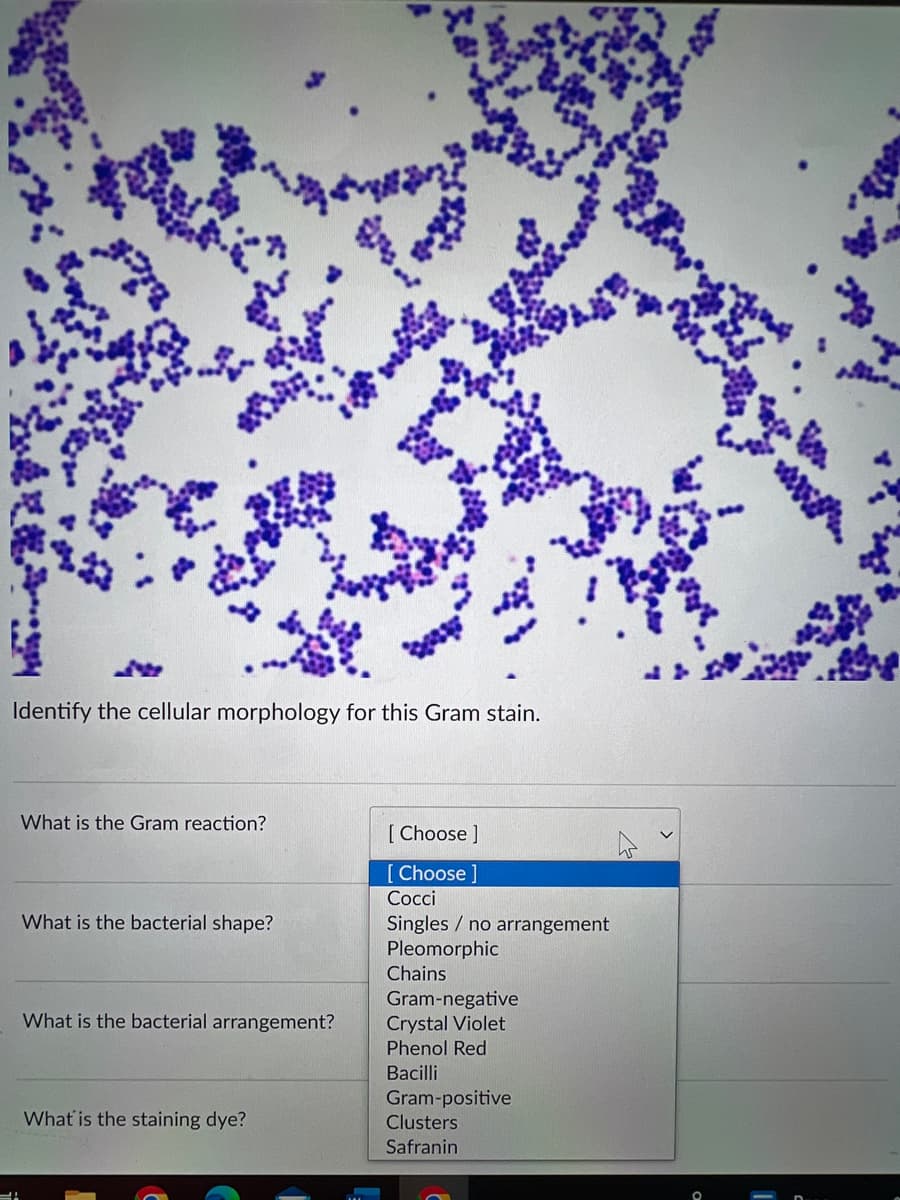 Identify the cellular morphology for this Gram stain.
What is the Gram reaction?
What is the bacterial shape?
What is the bacterial arrangement?
What is the staining dye?
[Choose ]
[Choose ]
Cocci
Singles no arrangement
Pleomorphic
Chains
Gram-negative
Crystal Violet
Phenol Red
Bacilli
Gram-positive
Clusters
Safranin